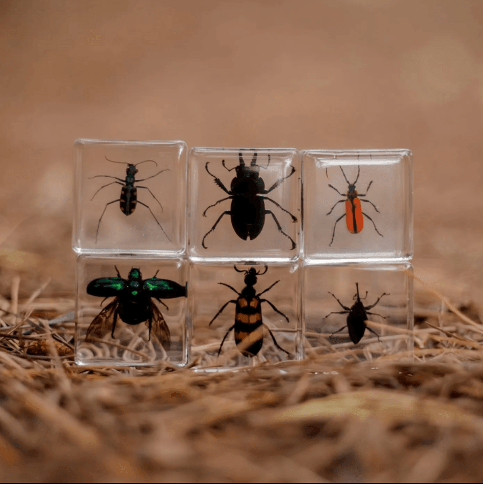 The Curated Parcel - Specimen // Brilliant Bug Set 