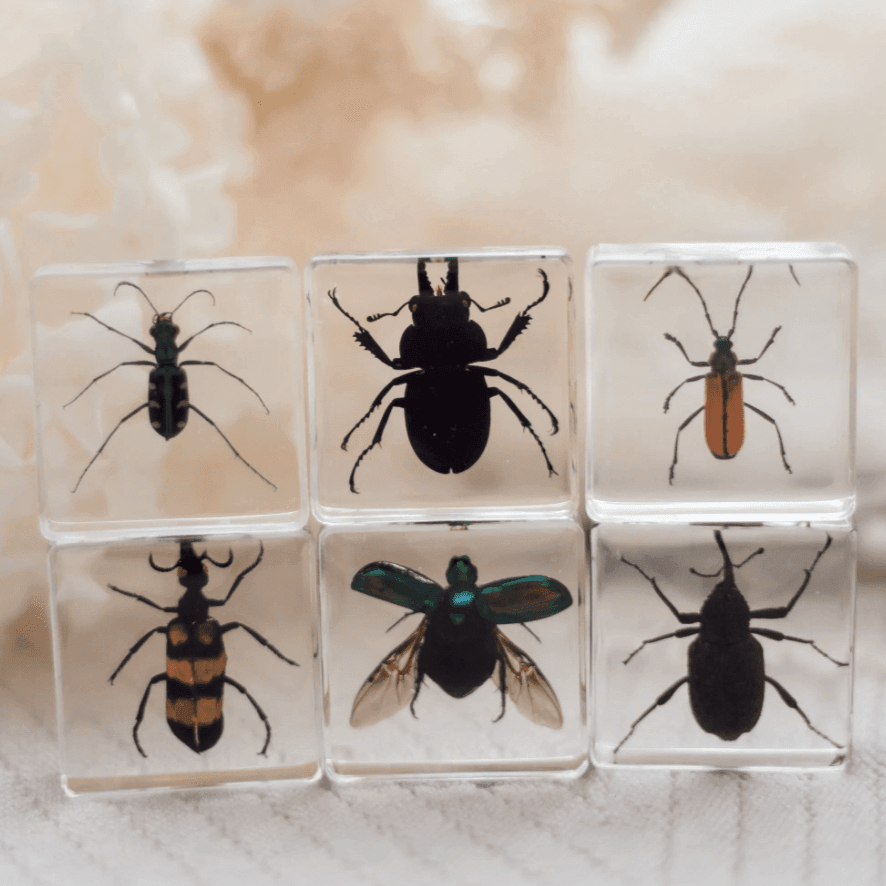 The Curated Parcel - Specimen // Brilliant Bug Set 