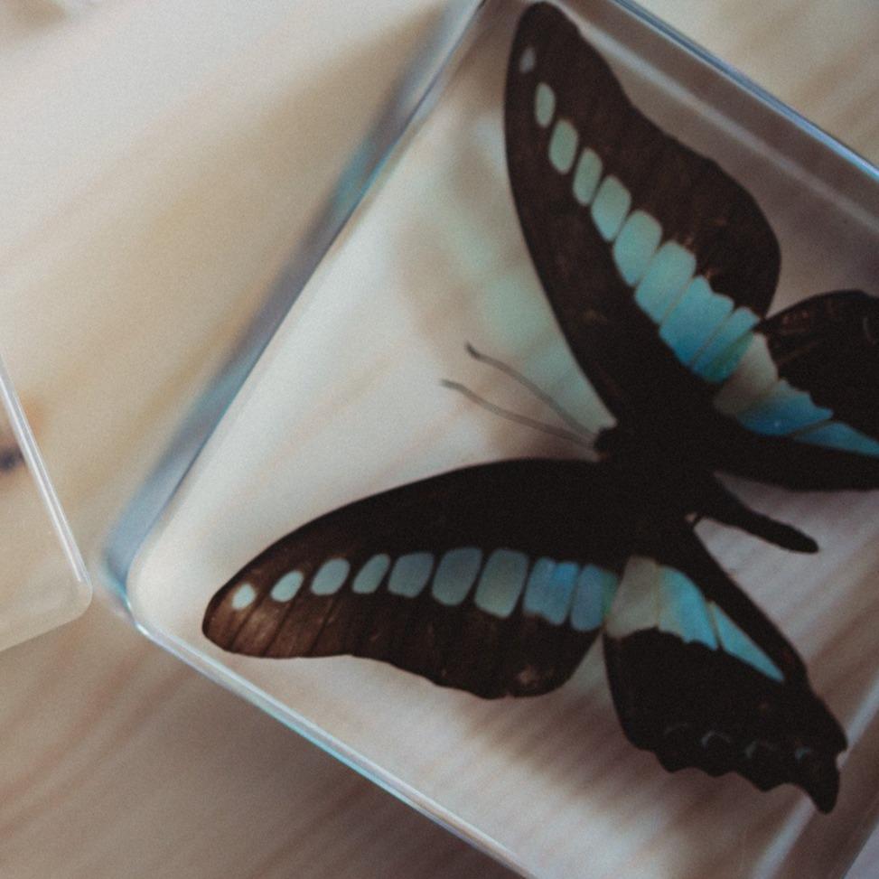 The Curated Parcel - Specimen // Butterflies Set (4) 