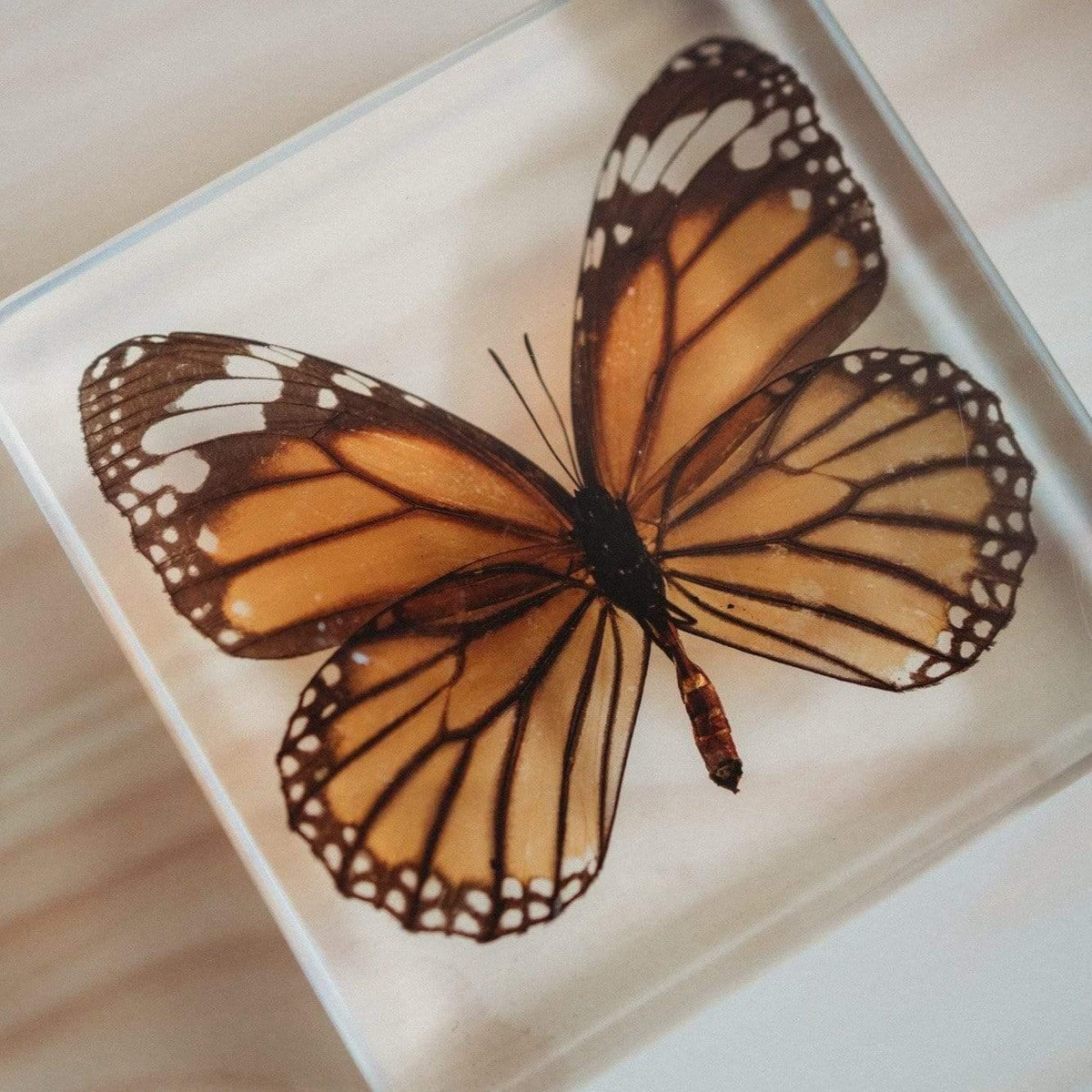 The Curated Parcel - Specimen // Butterflies Set (4) 