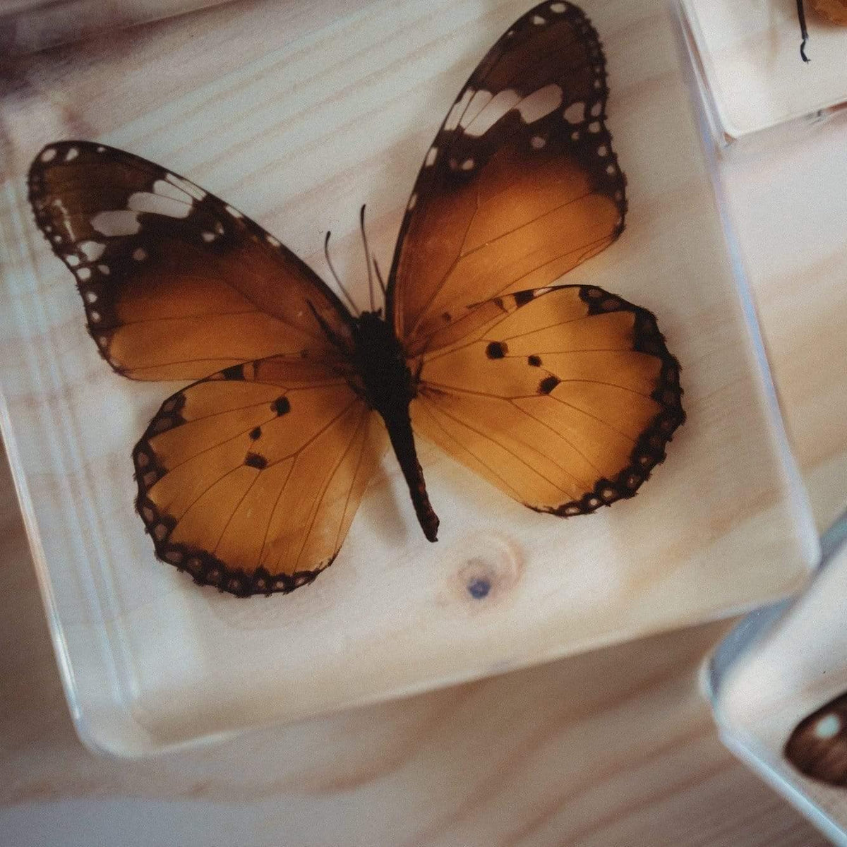 The Curated Parcel - Specimen // Butterflies Set (4) 