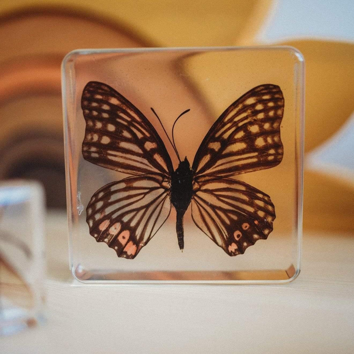 The Curated Parcel - Specimen // Butterflies Set (4) 
