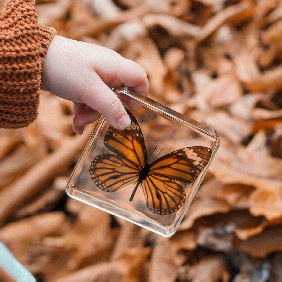 The Curated Parcel - Specimen // Butterflies Set (4) 