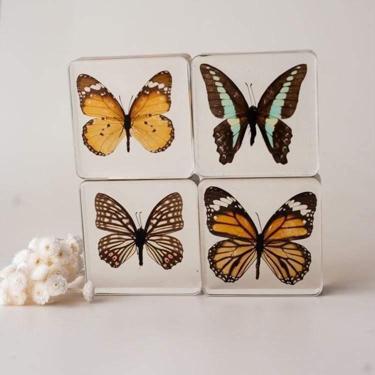 The Curated Parcel - Specimen // Butterflies Set (4) 