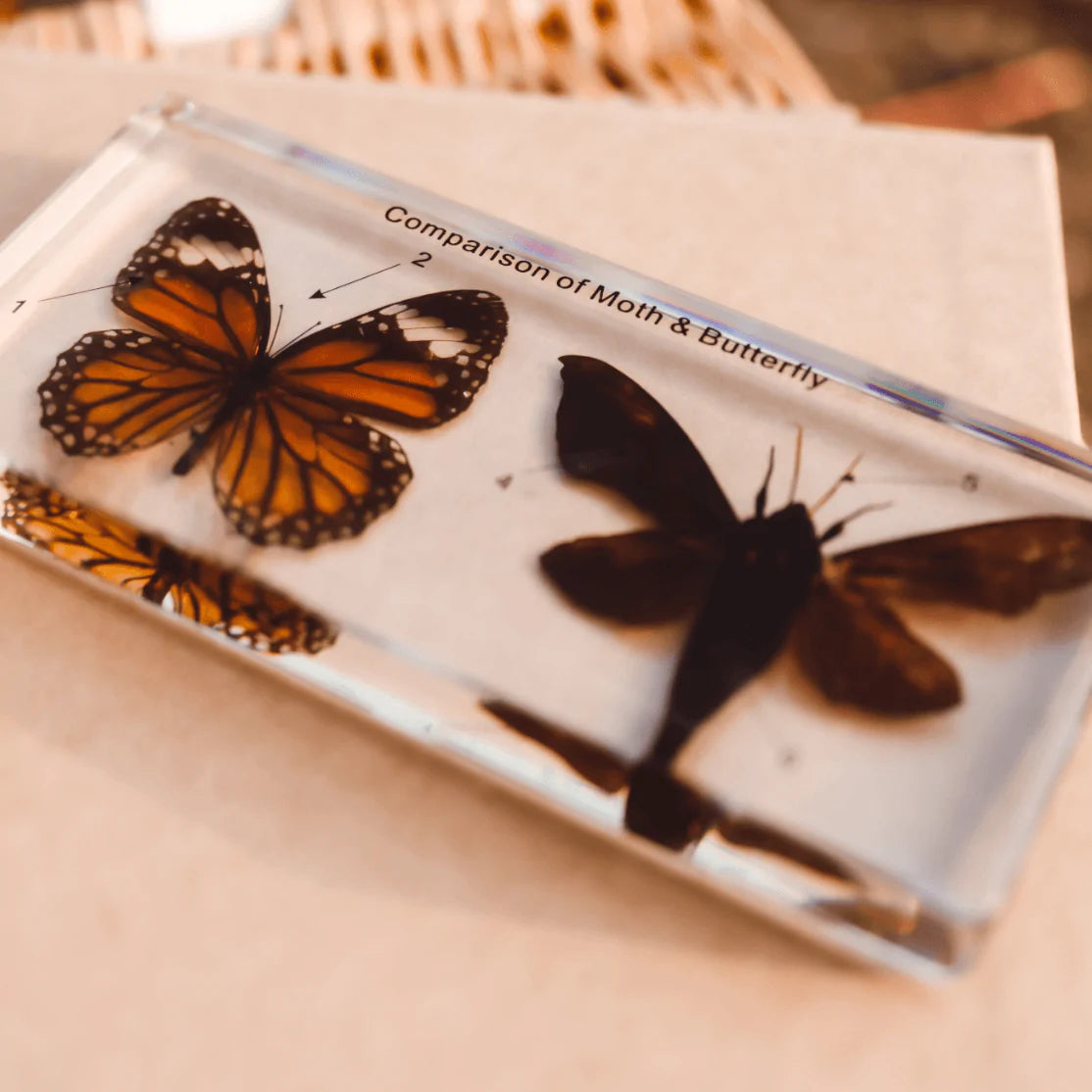 The Curated Parcel - Specimen // Butterfly &amp; Moth Set 