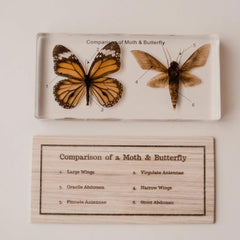The Curated Parcel - Specimen // Butterfly & Moth Set 