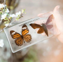 The Curated Parcel - Specimen // Butterfly & Moth Set 
