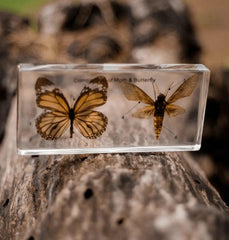 The Curated Parcel - Specimen // Butterfly & Moth Set 