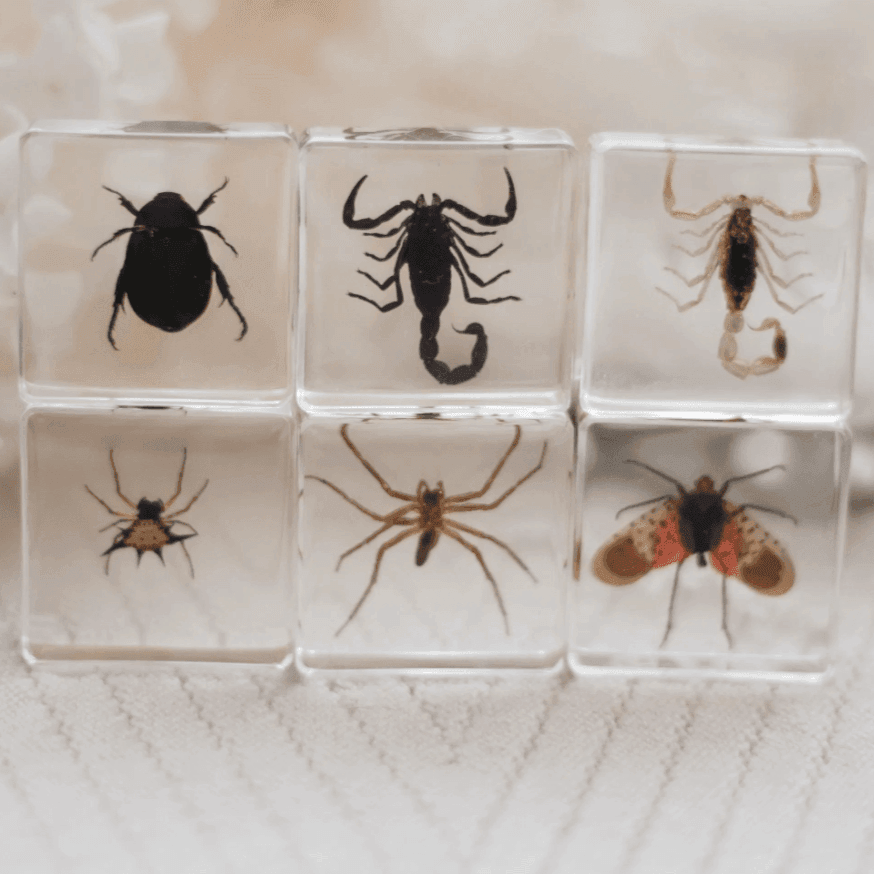 The Curated Parcel - Specimen // Creepy Crawlers Set 