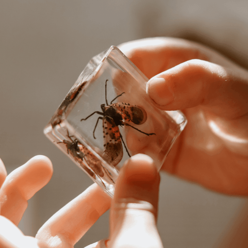 The Curated Parcel - Specimen // Creepy Crawlers Set 