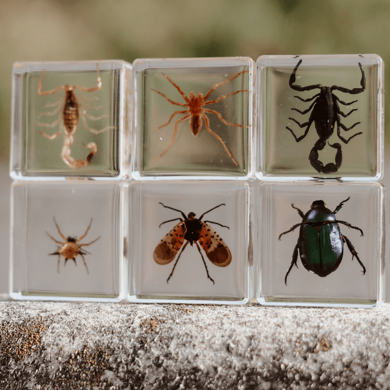 The Curated Parcel - Specimen // Creepy Crawlers Set 