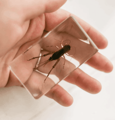 The Curated Parcel - Specimen // Cricket 