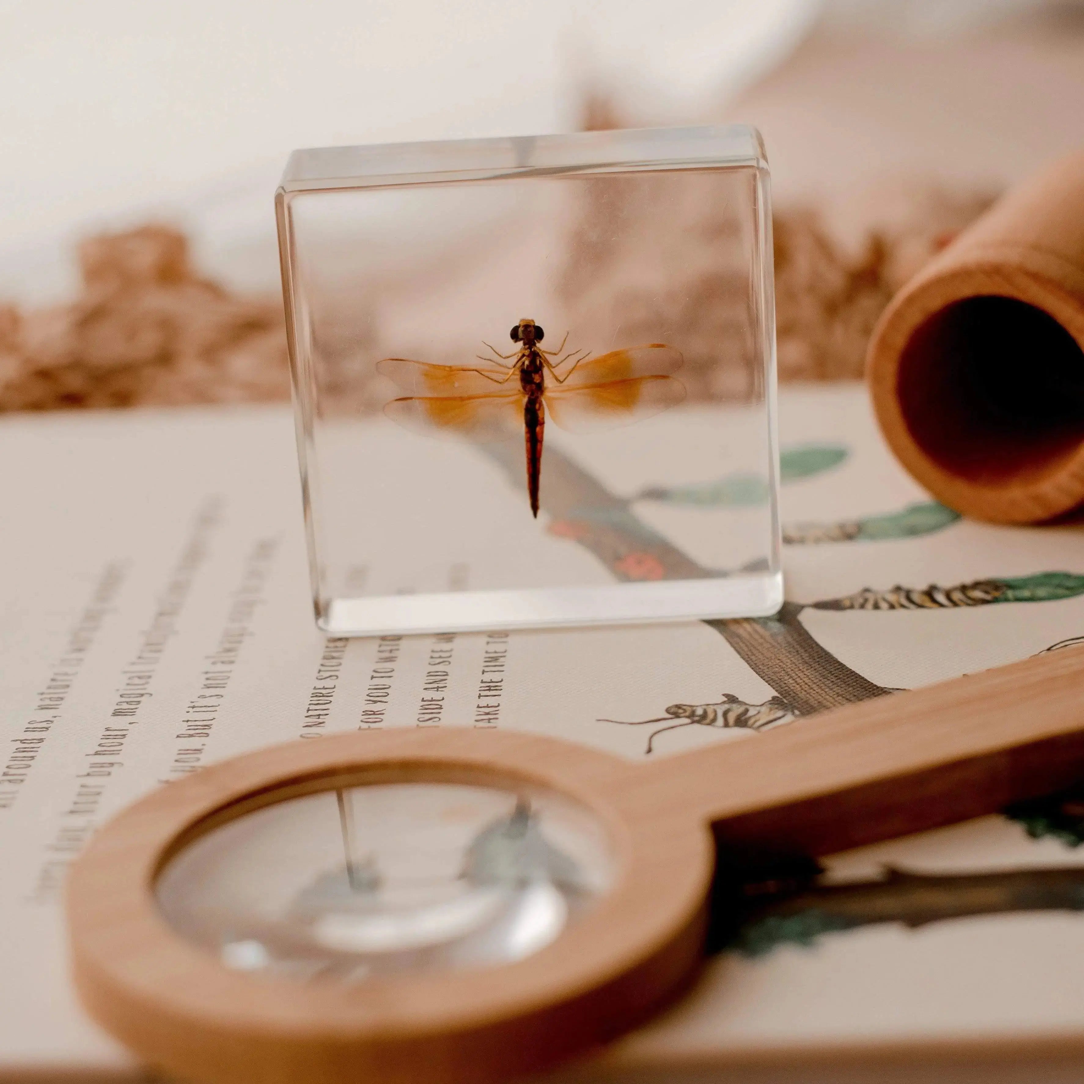 The Curated Parcel - Specimen // Dragonfly 