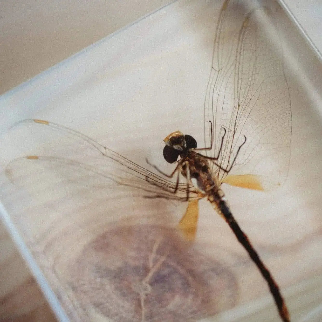 The Curated Parcel - Specimen // Dragonfly 