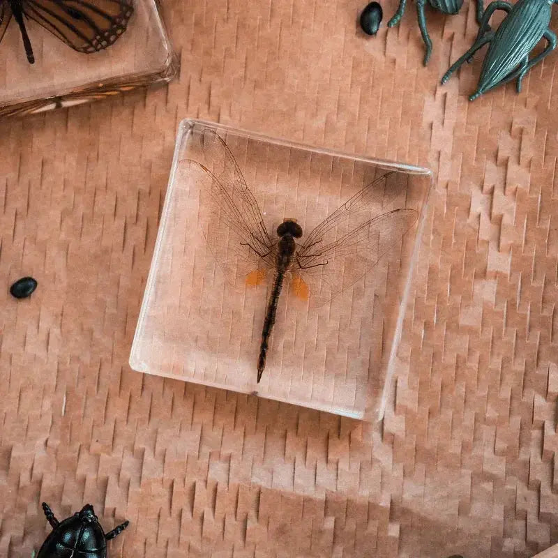 The Curated Parcel - Specimen // Dragonfly 