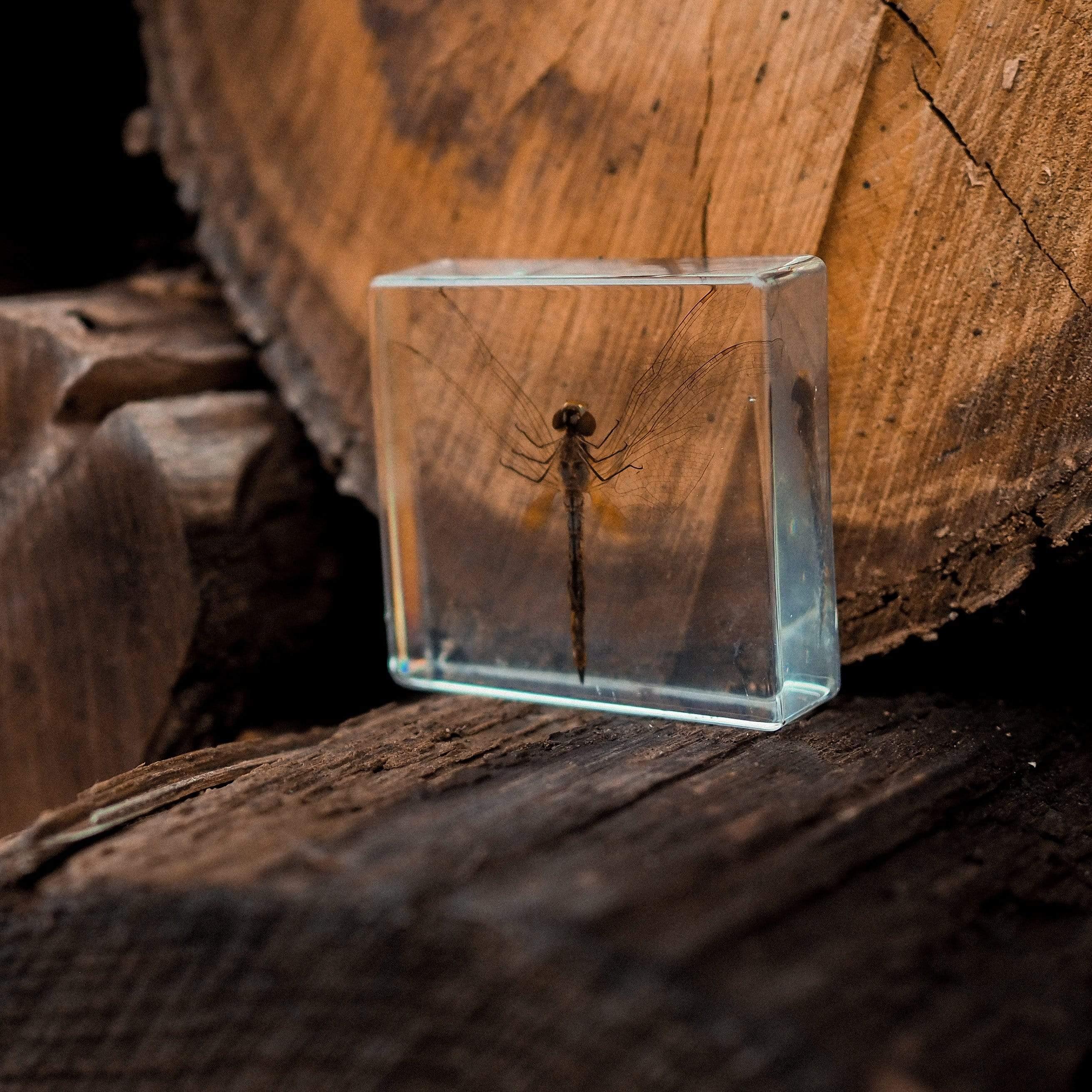 The Curated Parcel - Specimen // Dragonfly 