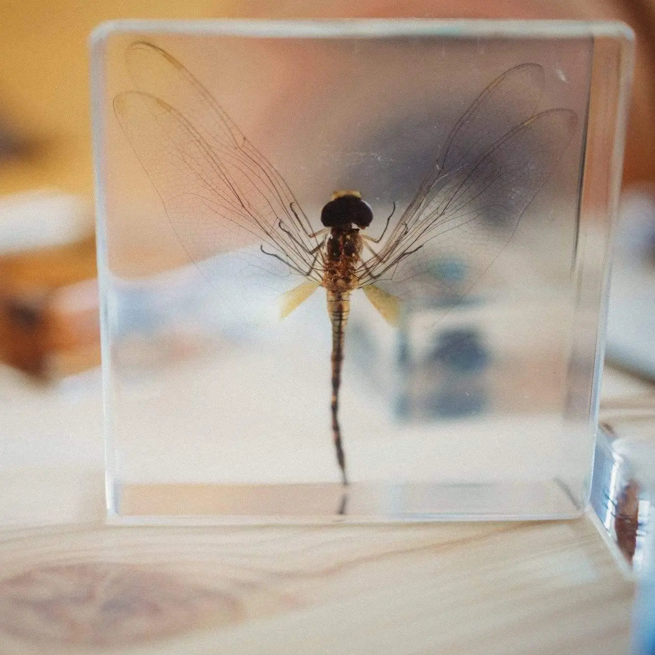 The Curated Parcel - Specimen // Dragonfly 
