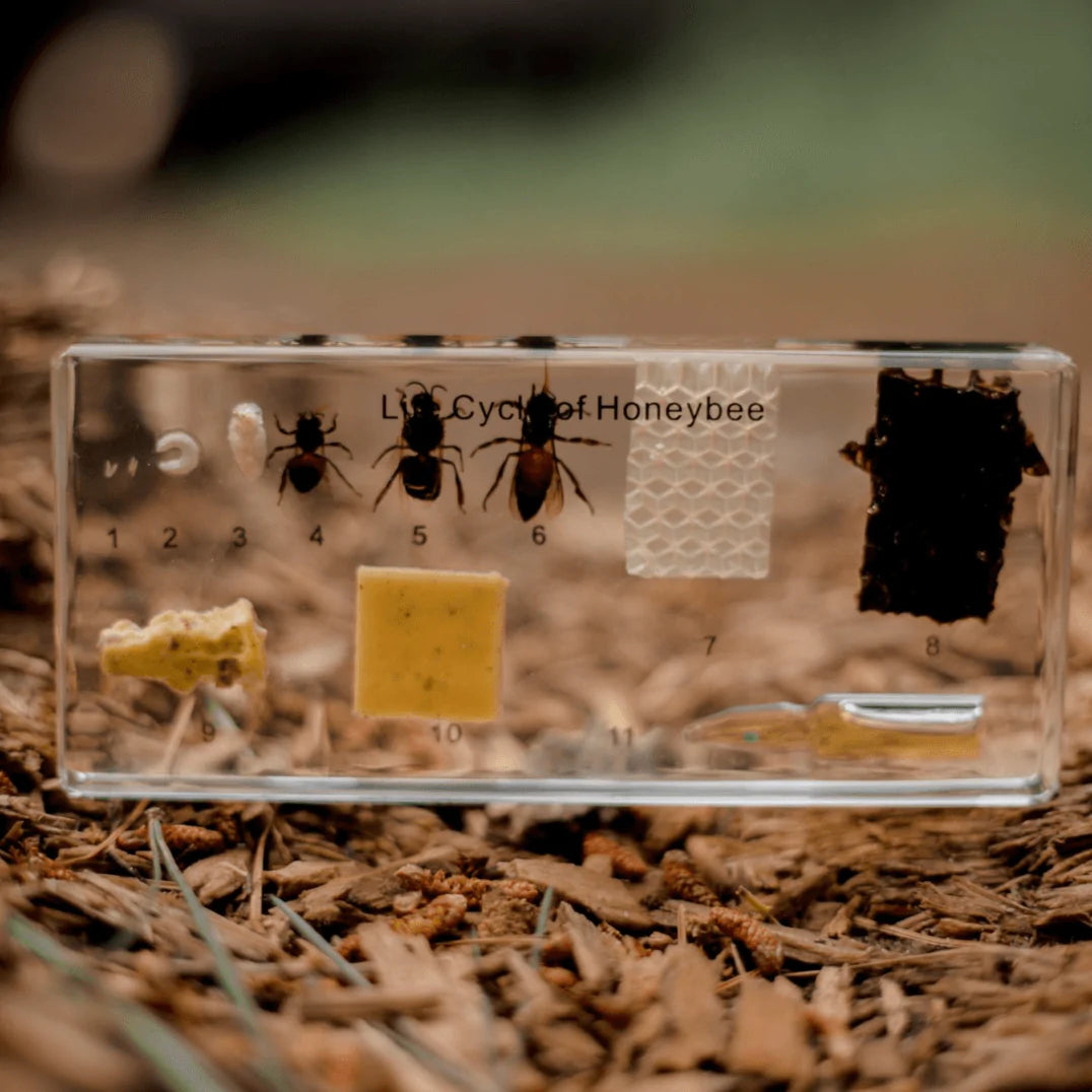 The Curated Parcel - Specimen // Honey Bee Life Cycle Block 