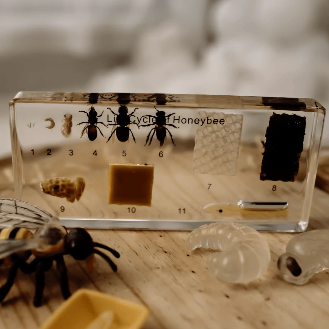 The Curated Parcel - Specimen // Honey Bee Life Cycle Block 