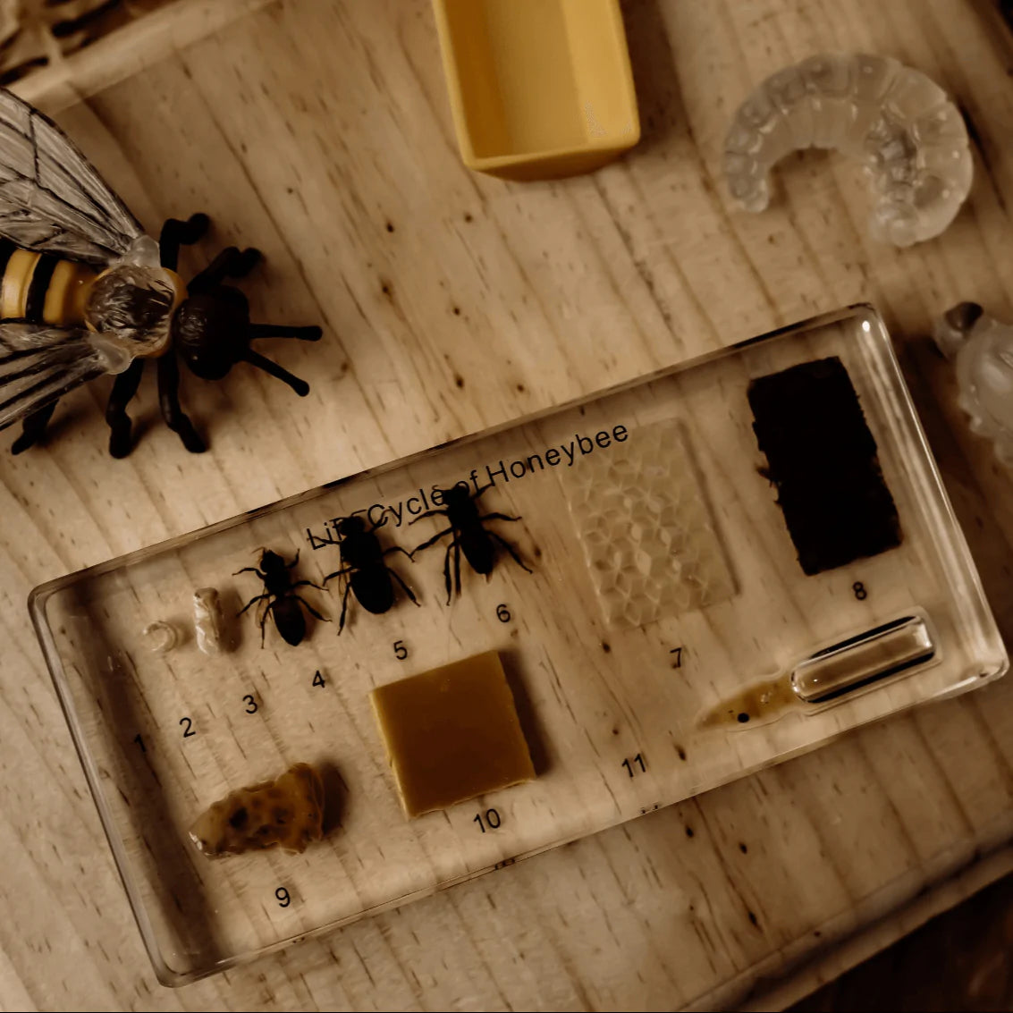 The Curated Parcel - Specimen // Honey Bee Life Cycle Block 