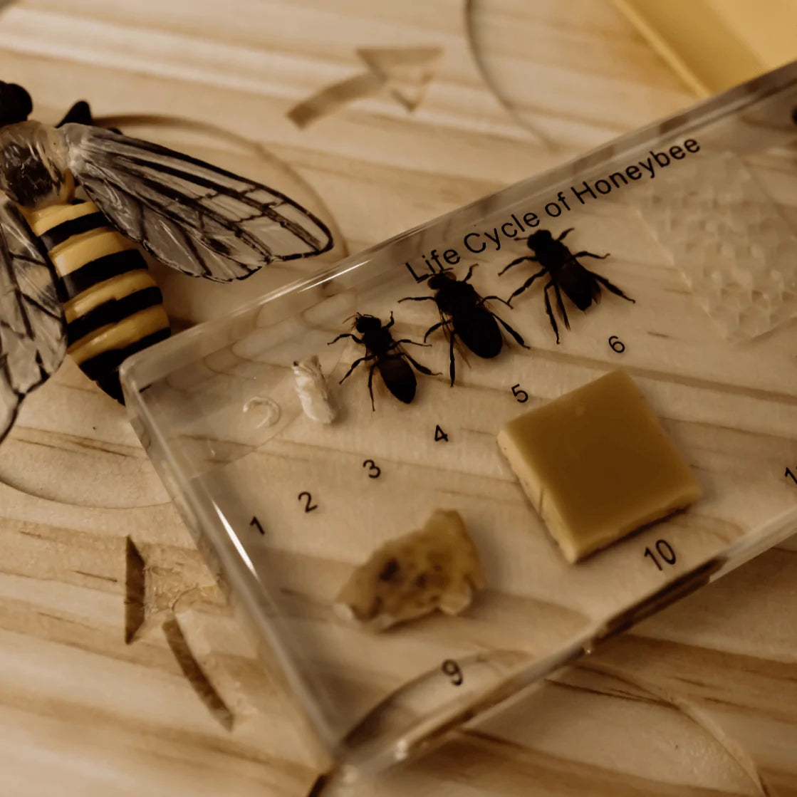 The Curated Parcel - Specimen // Honey Bee Life Cycle Block 
