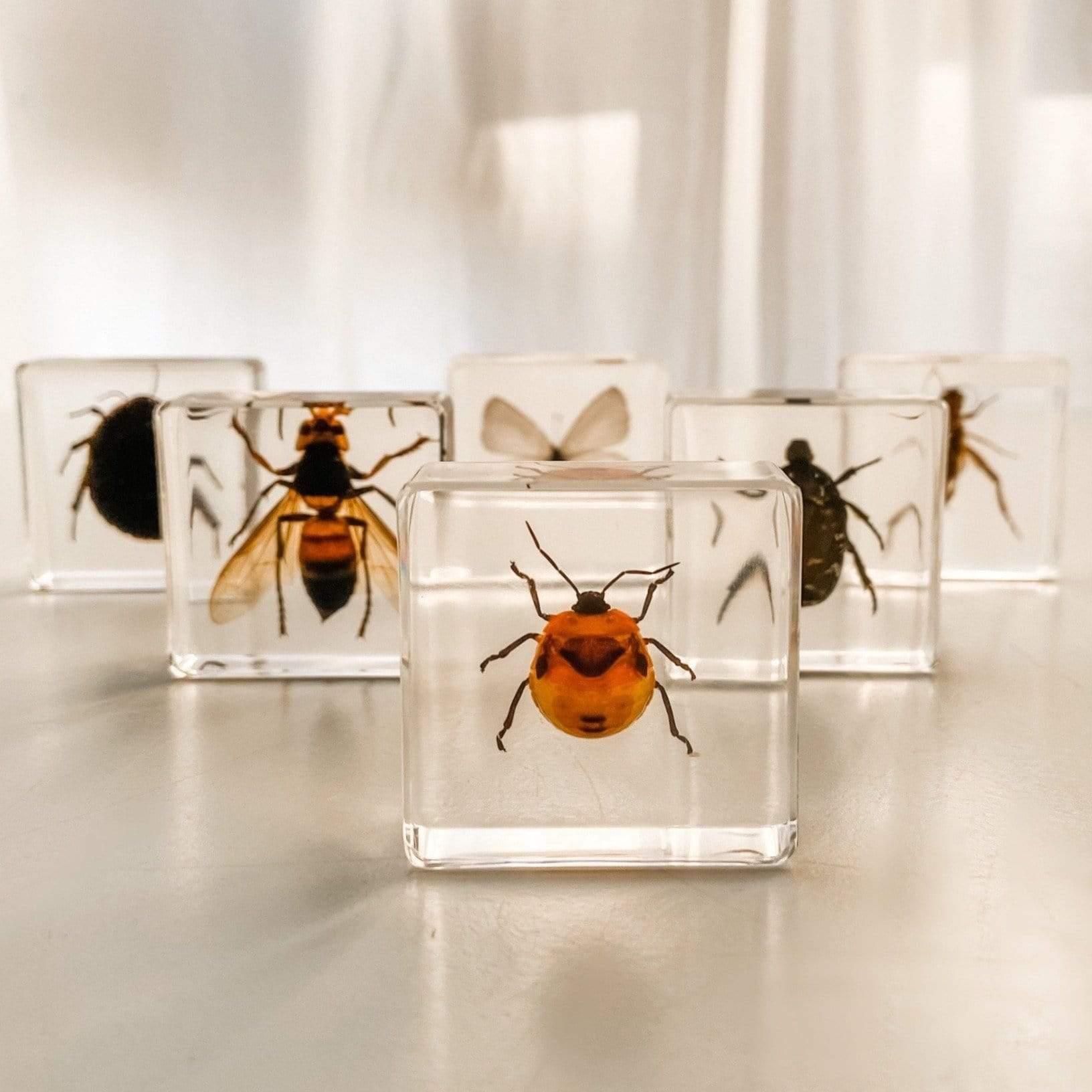 The Curated Parcel - Specimen // Investigative Insects 