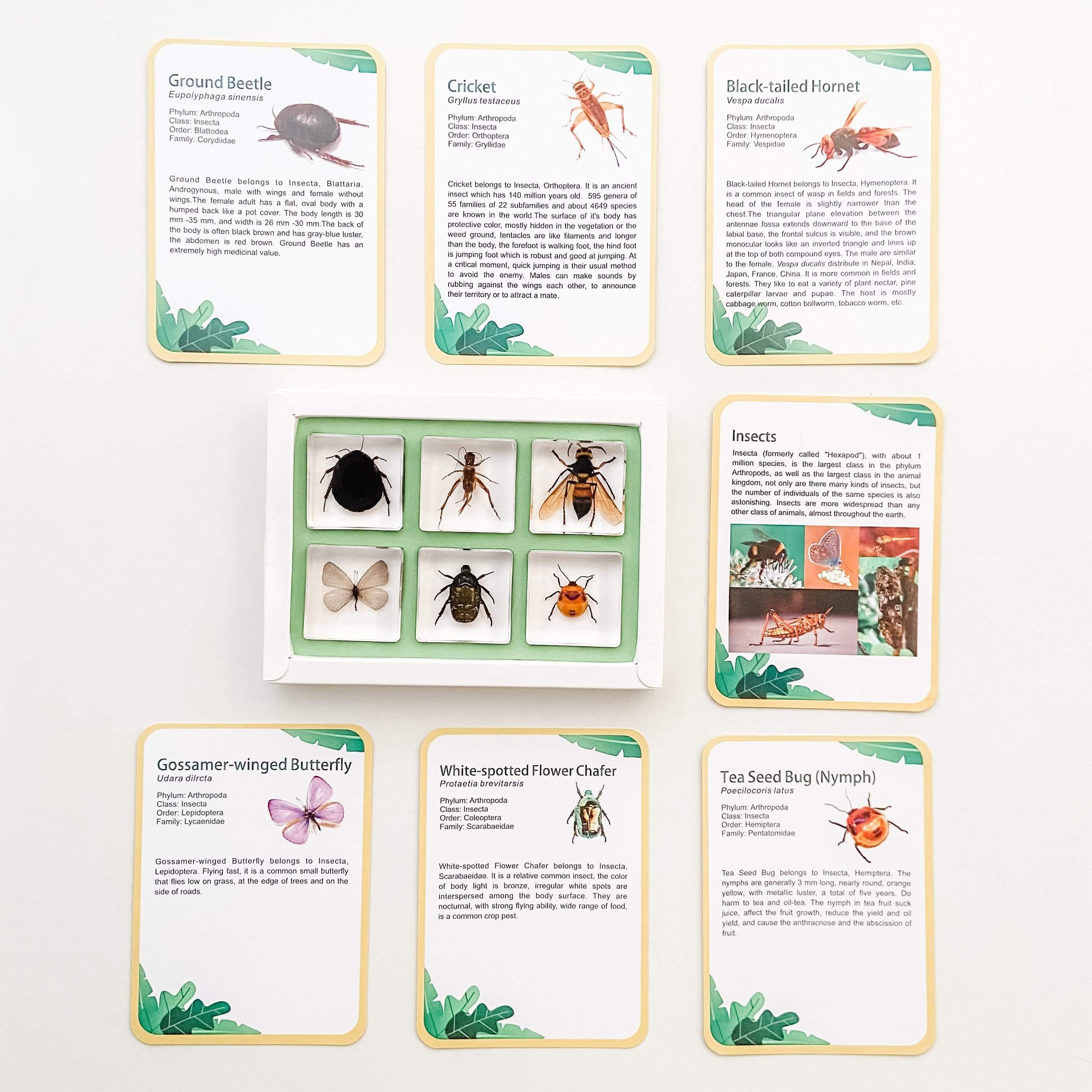 The Curated Parcel - Specimen // Investigative Insects 