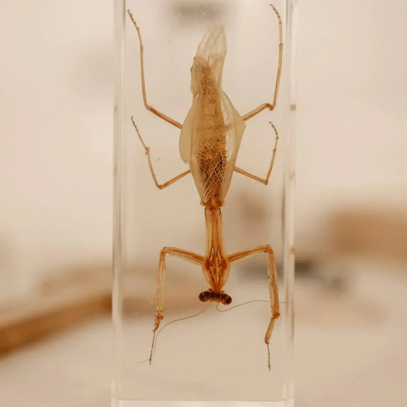 The Curated Parcel - Specimen // Praying Mantis 