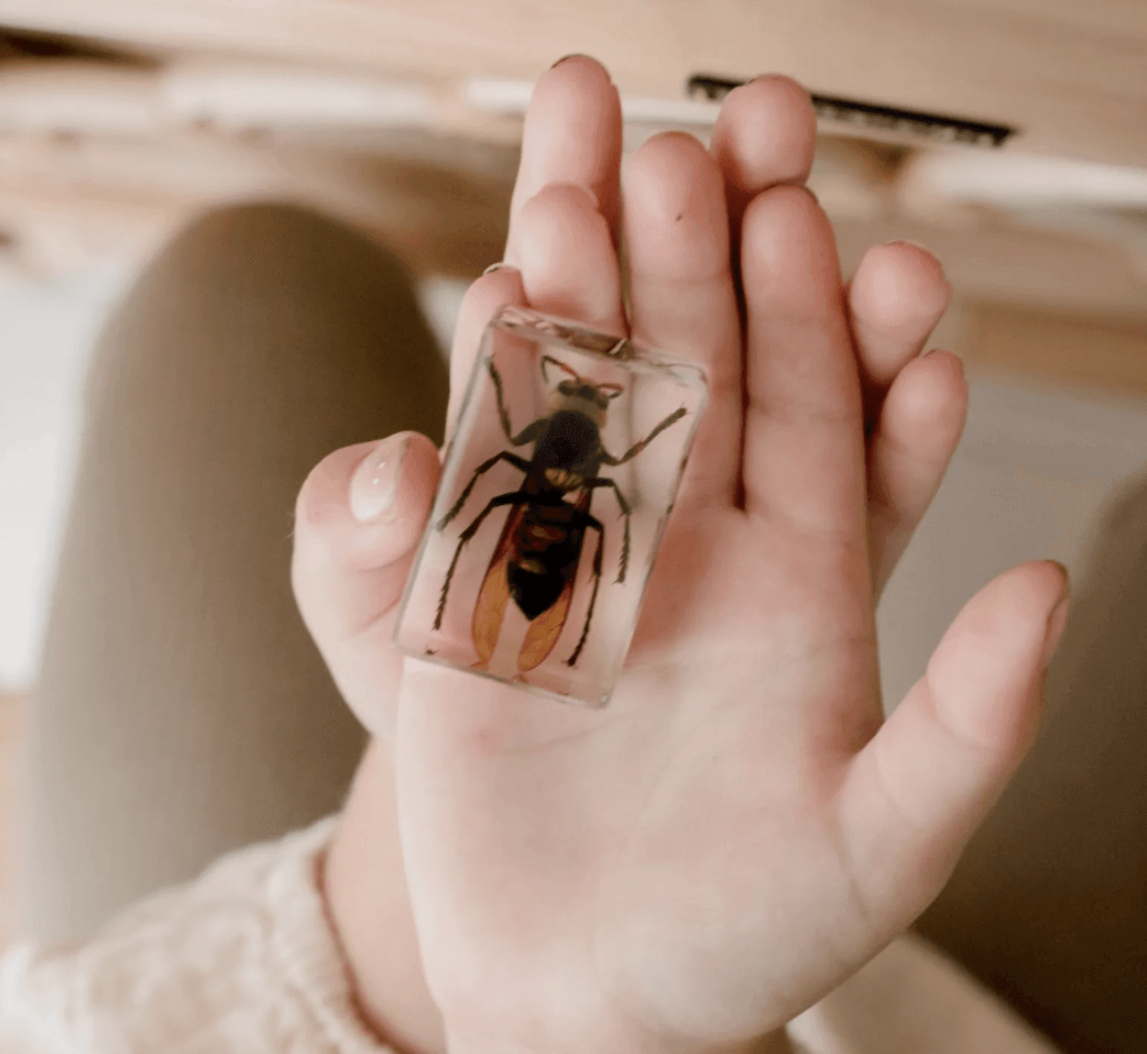 The Curated Parcel - Specimen // Wasp 