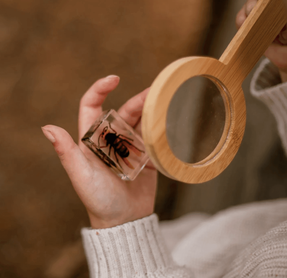 The Curated Parcel - Specimen // Wasp 