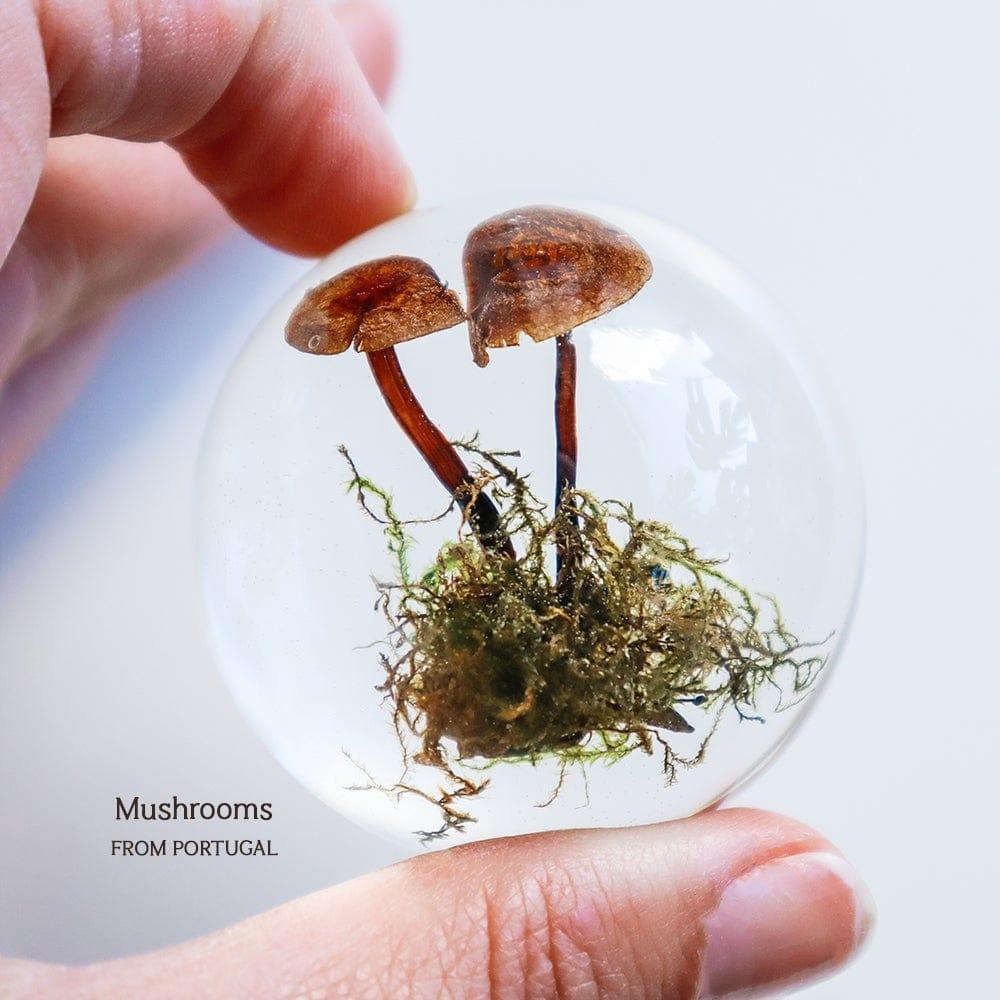 The Curated Parcel - Unique Nature Domes (Medium) 